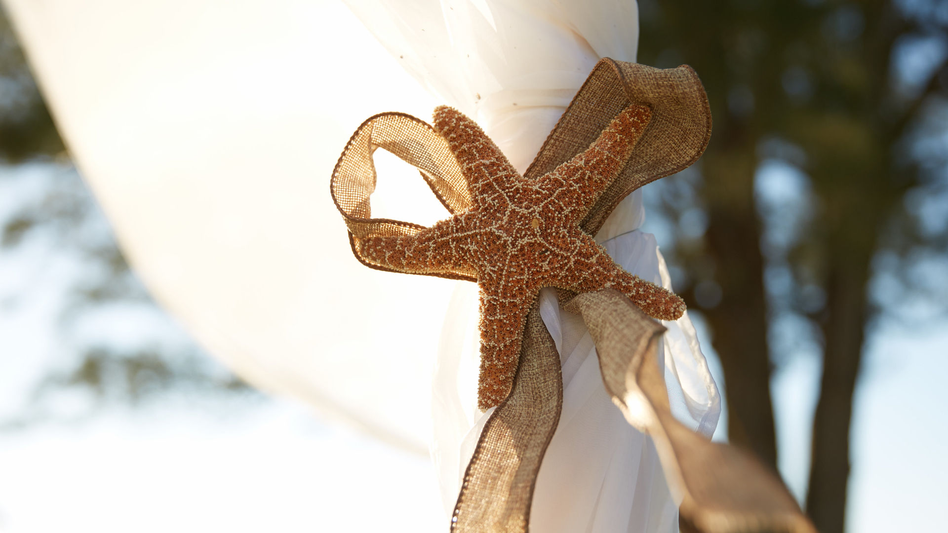 Starfish